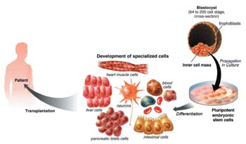 Stemulin - celule stem