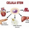Stemulin - celule stem